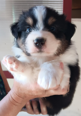 Chiot N°4