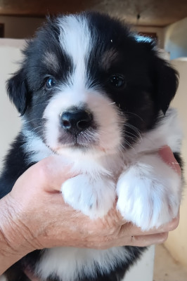 Chiot N°6