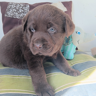 Chiot N°2