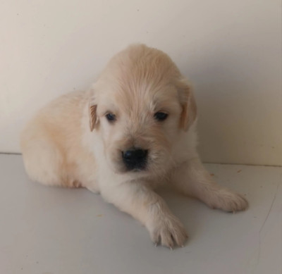 Chiot N°1
