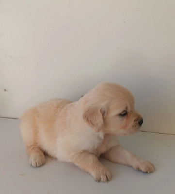 Chiot N°2