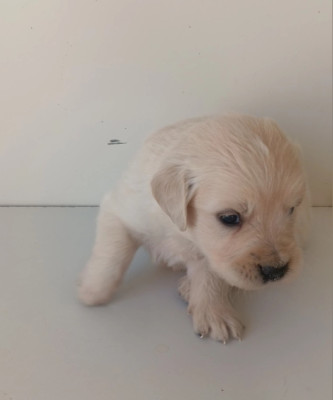 Chiot N°4