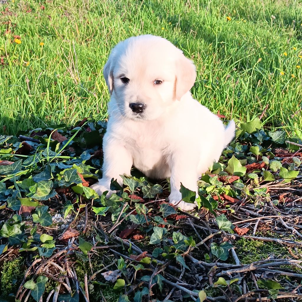 Du prieur de la roche - Chiots disponibles - Golden Retriever