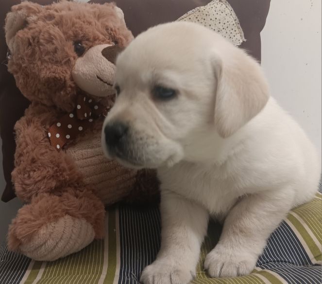 Du prieur de la roche - Chiots disponibles - Labrador Retriever