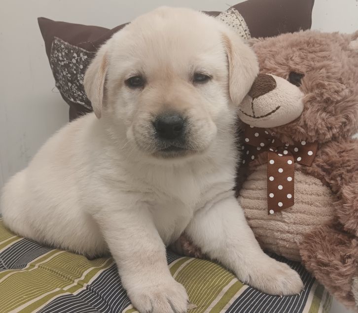 Du prieur de la roche - Chiots disponibles - Labrador Retriever