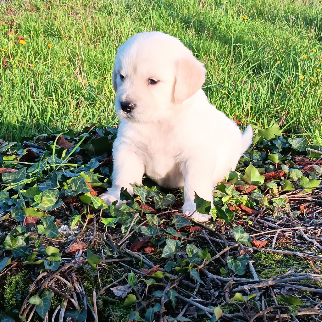 Du prieur de la roche - Chiots disponibles - Golden Retriever